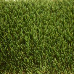 Artificial Grass