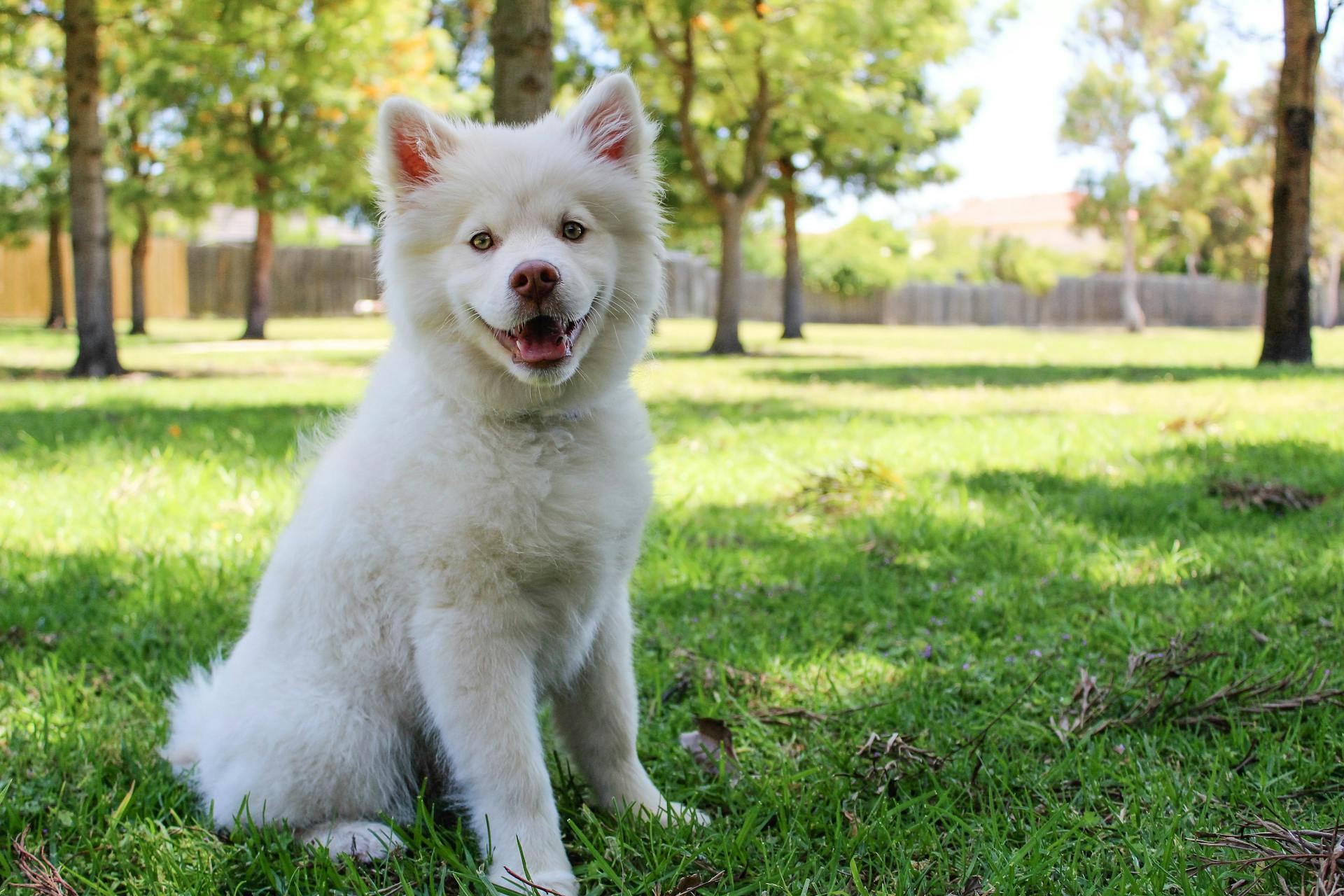 How Do I Stop My Artificial Grass from Smelling of Dog Urine?